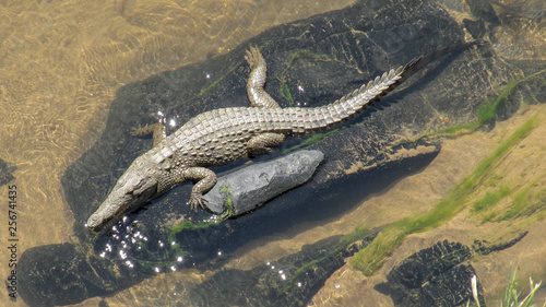 African Crocodile (Crocodylus niloticus)