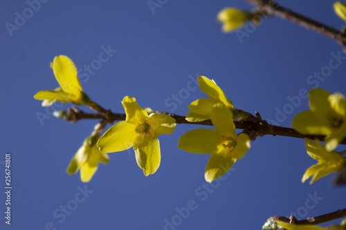 branch of a tree on background of blue sky