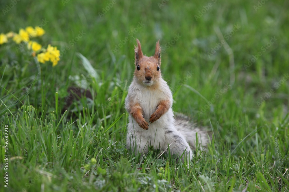 a squirrel eats walnuts in the garden.artvin a squirrel eats walnuts in the garden.artvin