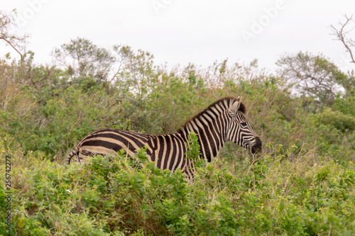 Zebra  Equus quagga 