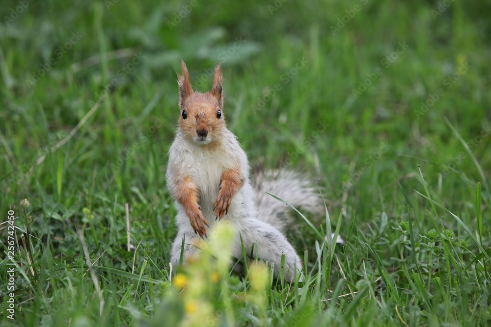 a squirrel eats walnuts in the garden.artvin a squirrel eats walnuts in the garden.artvin