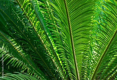 Palm leafs background 