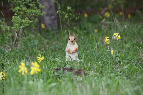 a squirrel eats walnuts in the garden.artvin 