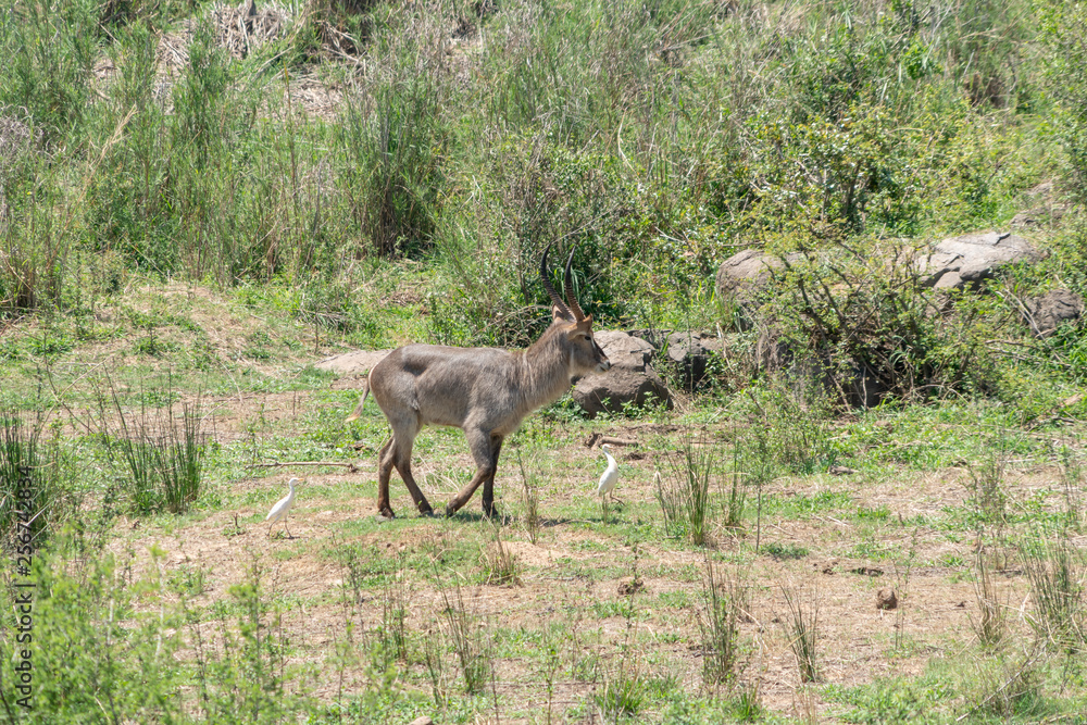 Waterbuck (Kobus ellipsiprymnus) Waterbuck (Kobus ellipsiprymnus)