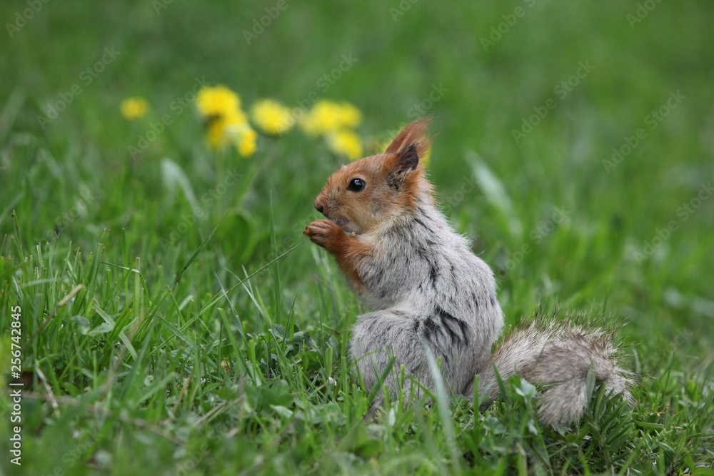 a squirrel eats walnuts in the garden.artvin a squirrel eats walnuts in the garden.artvin