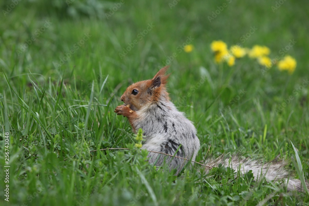 a squirrel eats walnuts in the garden.artvin a squirrel eats walnuts in the garden.artvin