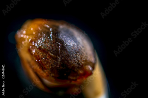 Medical Cannabis seeds on the black background - THC CBD, germination of cannabis seeds, sprouting. photo