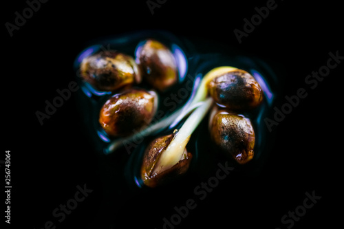 Bild auf Leinwand Medical Cannabis seeds on the black background - THC CBD, germination of cannabis seeds, sprouting