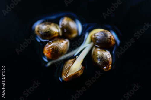 Tableau sur toile Medical Cannabis seeds on the black background - THC CBD, germination of cannabis seeds, sprouting