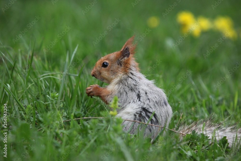 a squirrel eats walnuts in the garden.artvin a squirrel eats walnuts in the garden.artvin