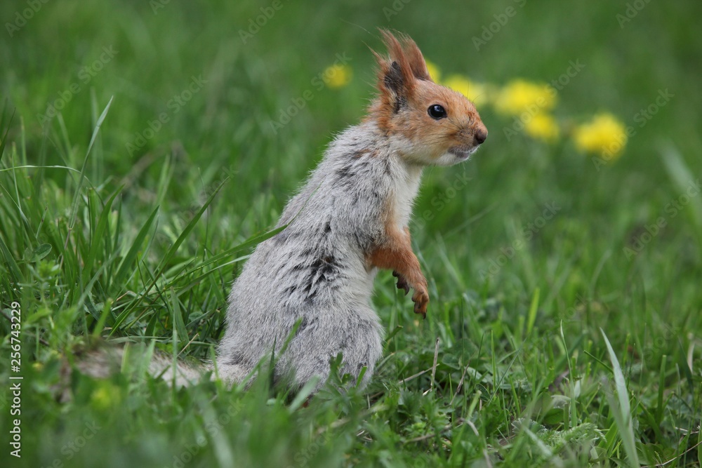 a squirrel eats walnuts in the garden.artvin a squirrel eats walnuts in the garden.artvin