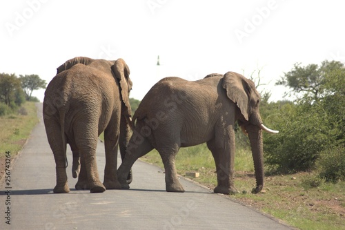 Elefanten 