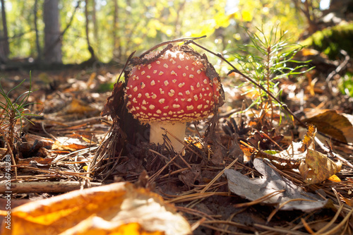 beautiful amanita growing in a sunny forest