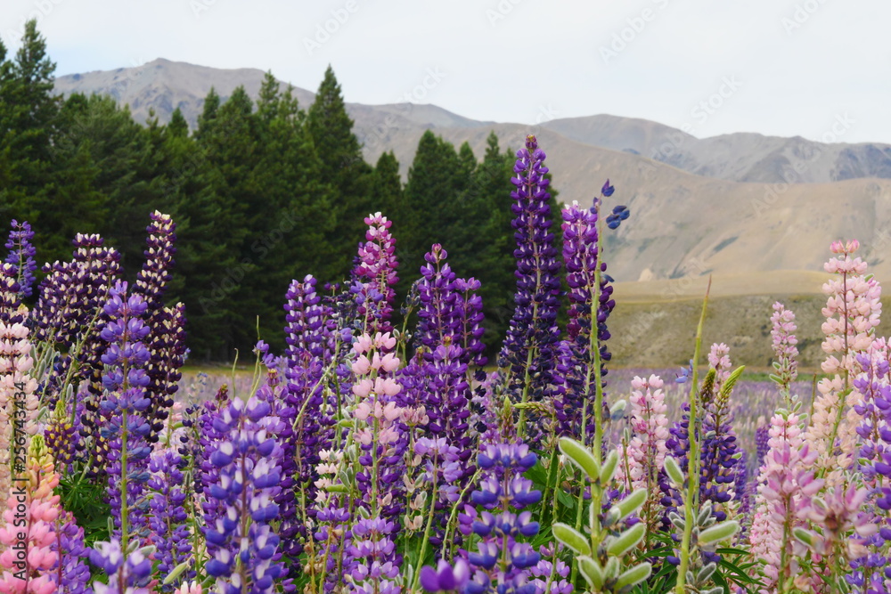 Close up of field of colorful mountain lupins of various colors, with trees and hills in background