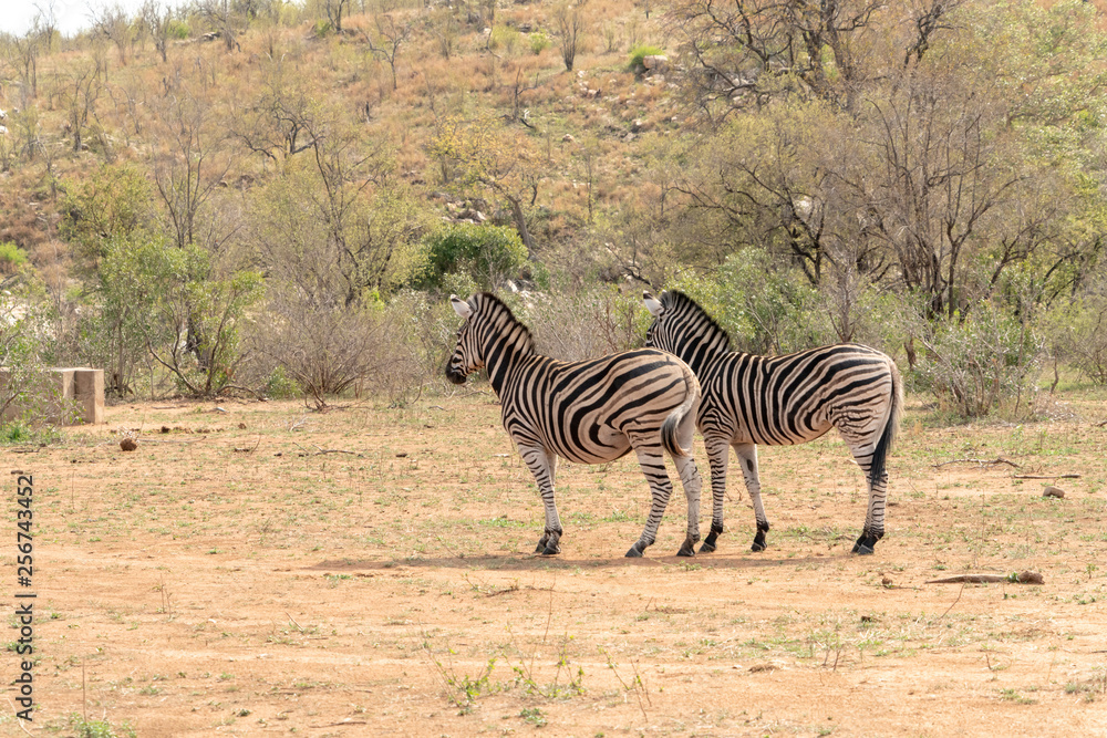 Obraz premium Zebra (Equus quagga)