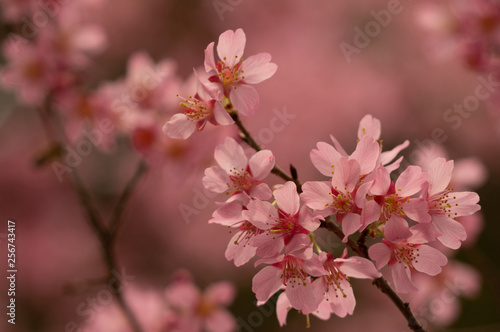 早咲きさくら © J.NAKAMURA