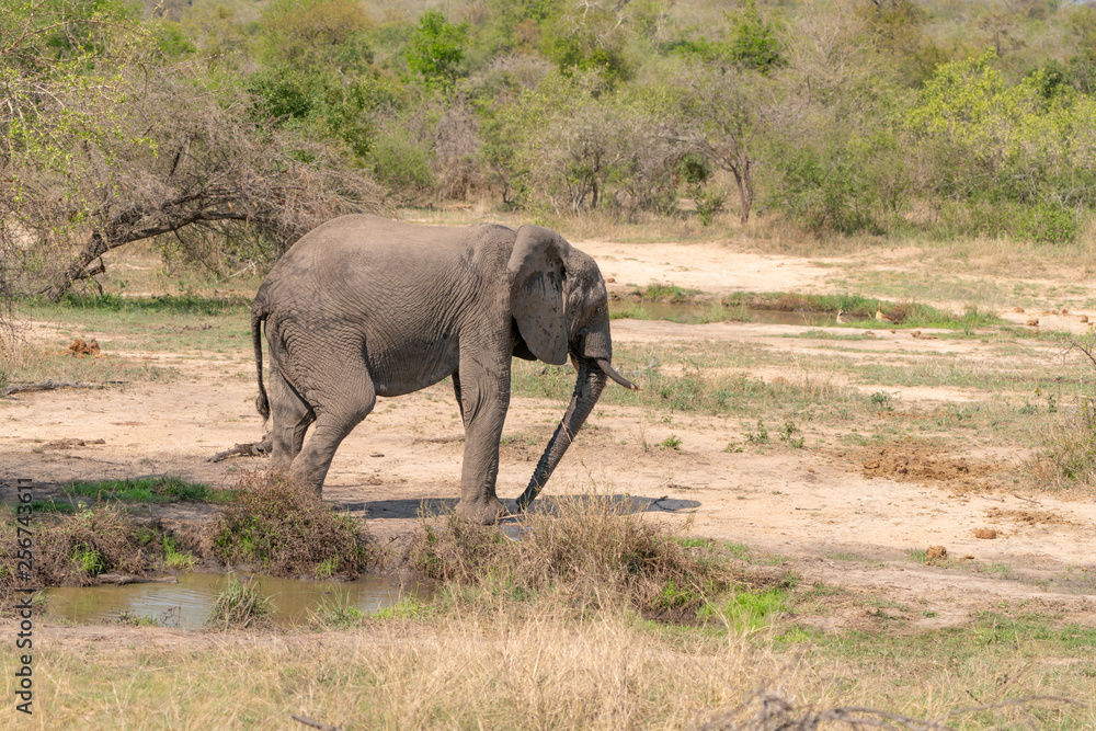 Fototapeta premium African Elephant (Loxodonta africana)