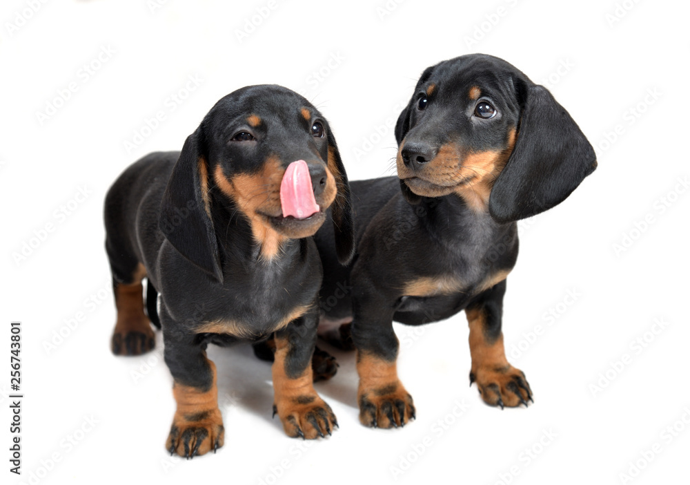 Two two-month smooth black and tan dachshund puppies on white background