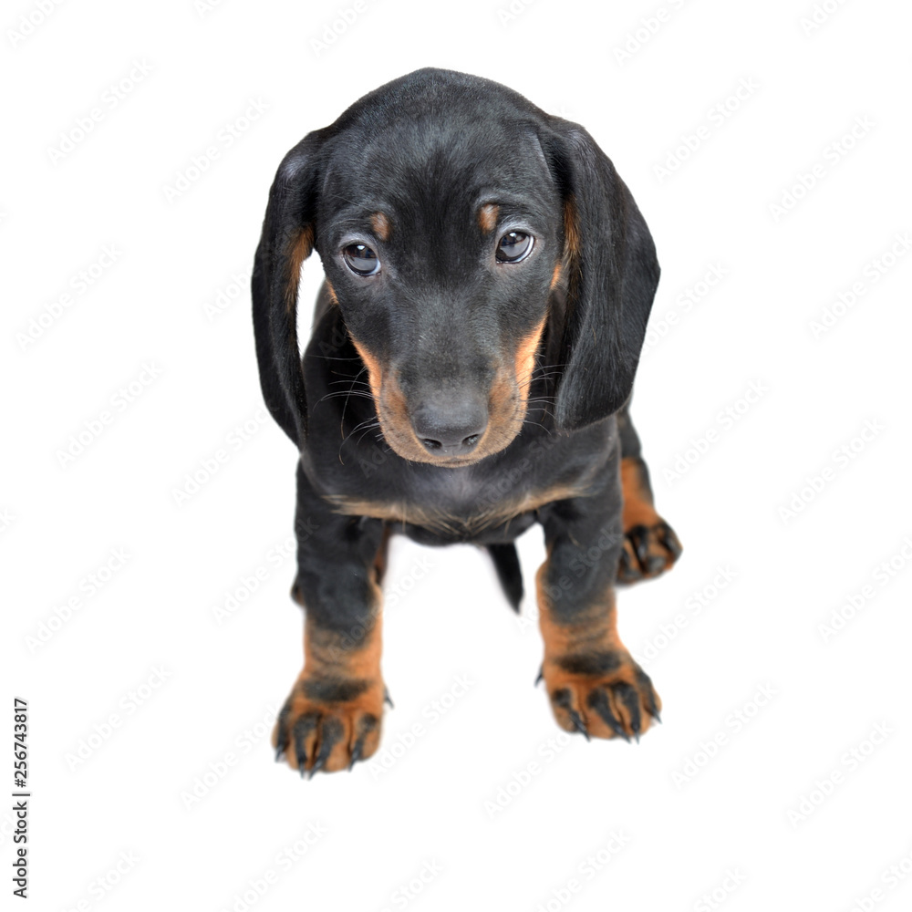 Two-month smooth black and tan dachshund puppies on white backdown
