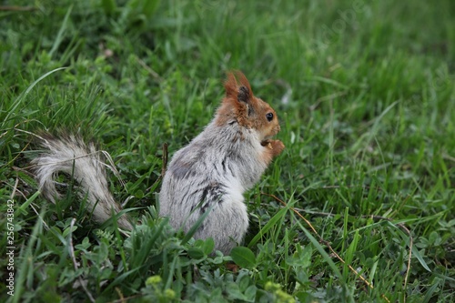a squirrel eats walnuts in the garden.artvin  © murat
