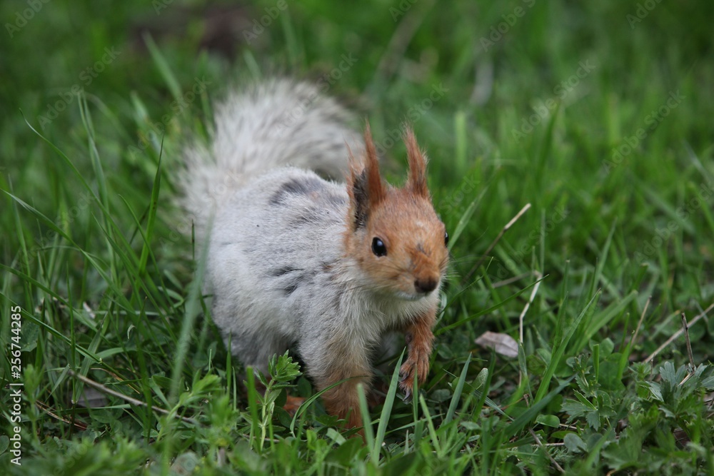 a squirrel eats walnuts in the garden.artvin a squirrel eats walnuts in the garden.artvin