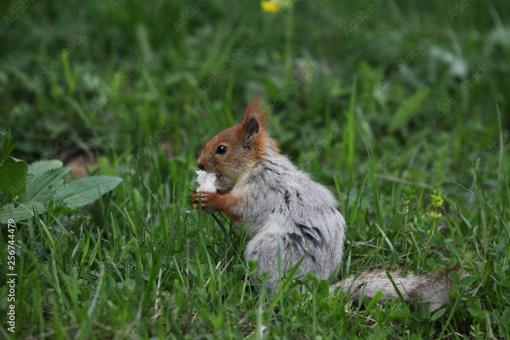 a squirrel eats walnuts in the garden.artvin a squirrel eats walnuts in the garden.artvin