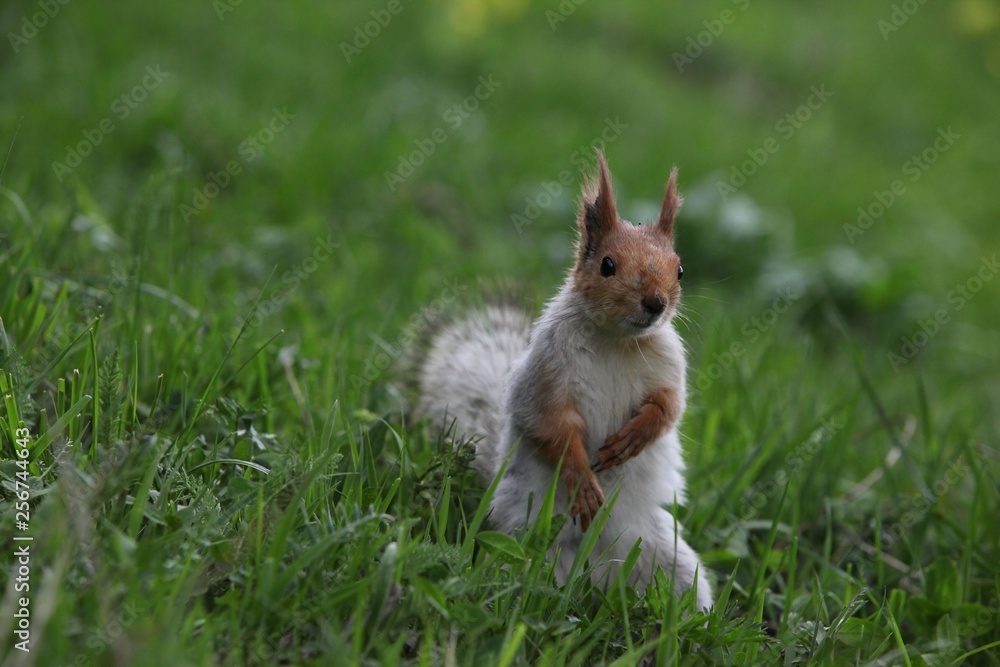 a squirrel eats walnuts in the garden.artvin a squirrel eats walnuts in the garden.artvin