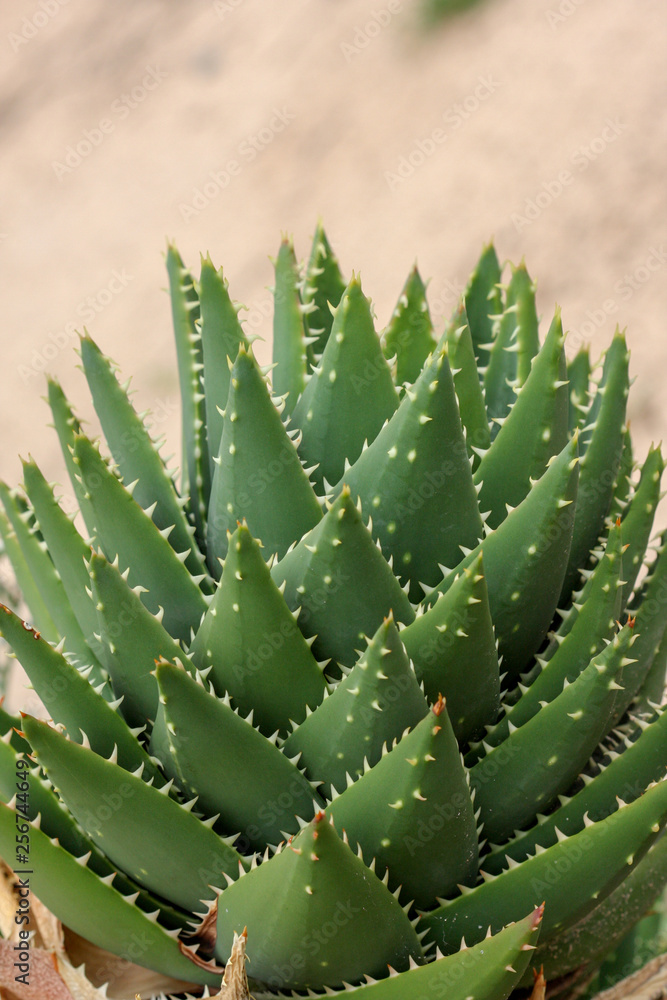 close up of a cactus close up of a cactus
