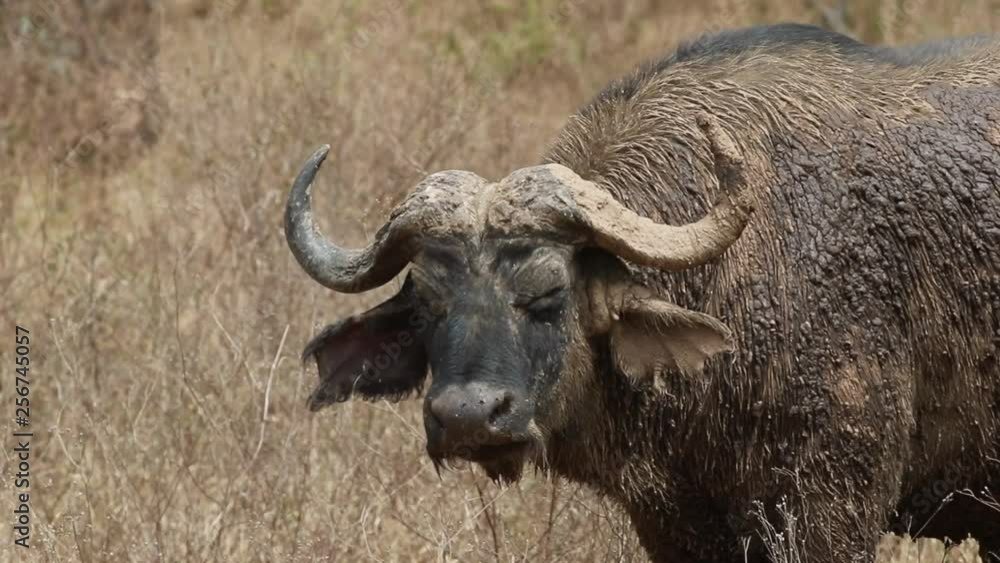 Closeup Cape Buffalo in Africa Closeup Cape Buffalo in Africa