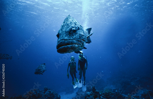 Tableau sur toile Sucba Diving Barier reef