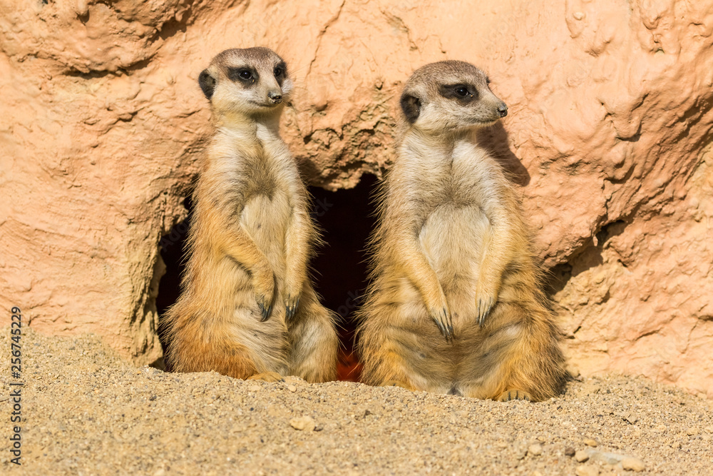 Suricate standing on a watch observing for danger Suricate standing on a watch observing for danger