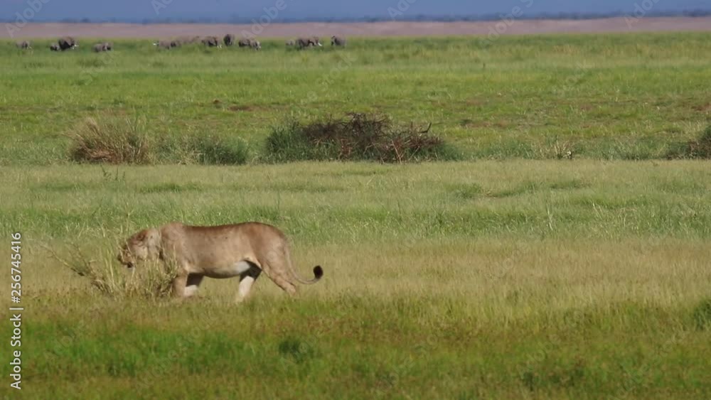 Lioness Slowly Walking Across Field in Kenya Lioness Slowly Walking Across Field in Kenya