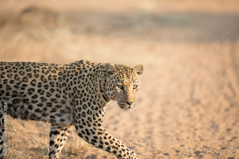 Fototapeta premium Leopard in the morning light