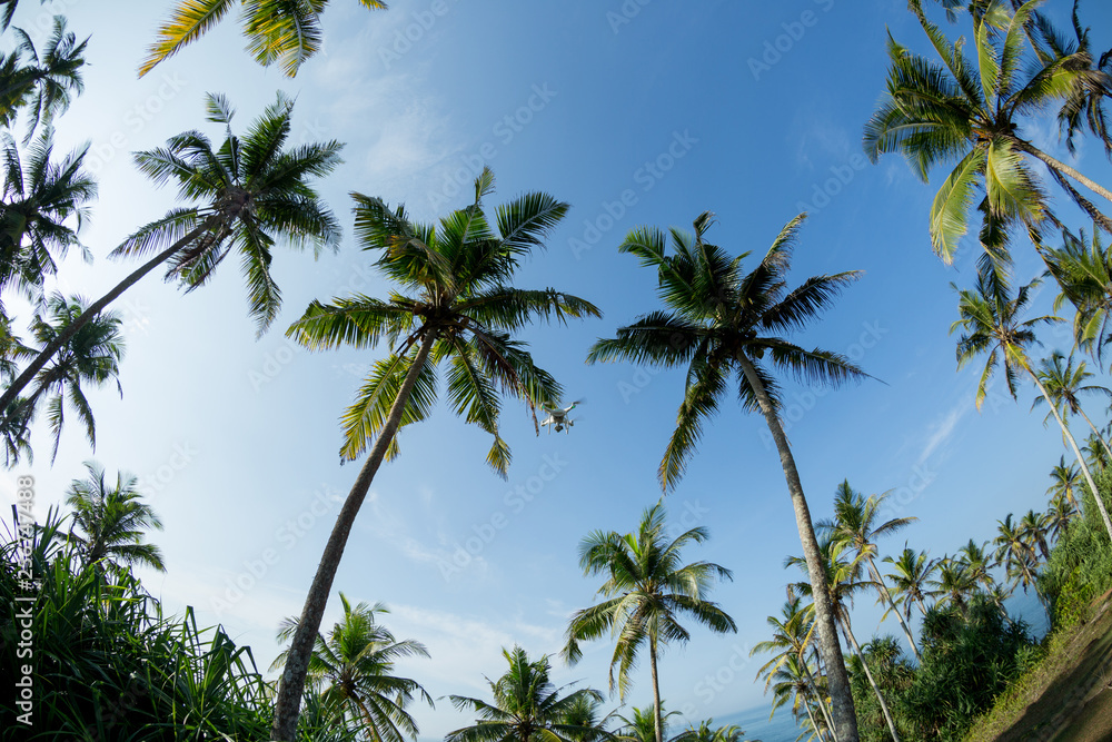 View of coconut trees at seaside under blue sky,Sri lanka View of coconut trees at seaside under blue sky,Sri lanka