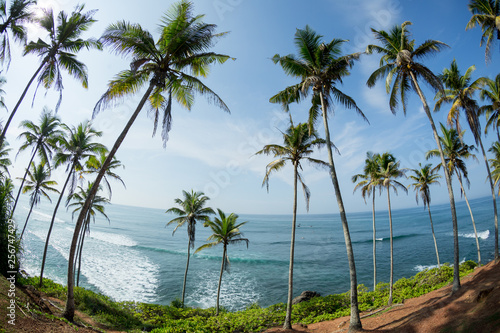 View of coconut trees at seaside under blue sky,Sri lanka