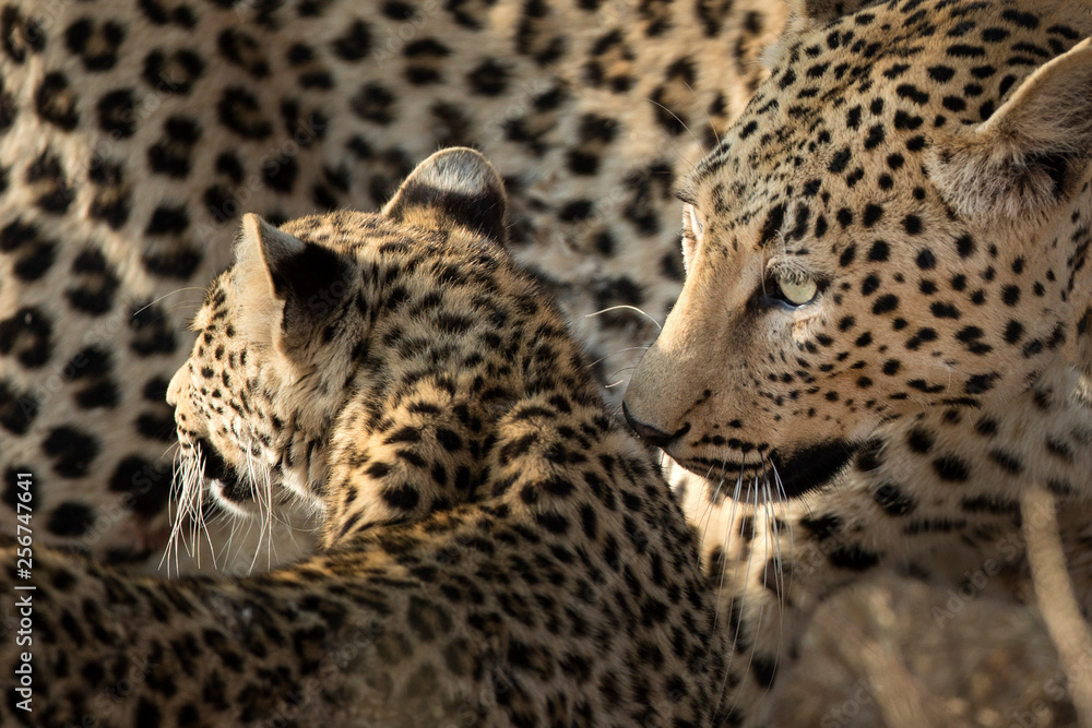 Mother and cub leopard Mother and cub leopard