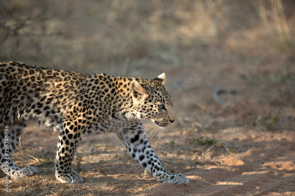 Obraz premium Young leopard