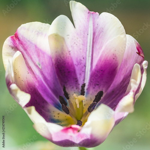 Pretty Tulip