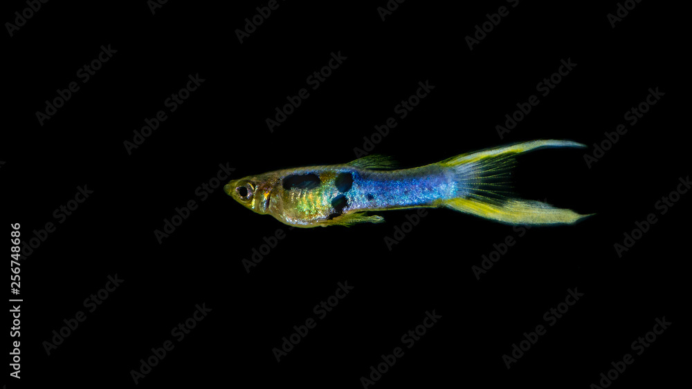 Fototapeta premium Endler