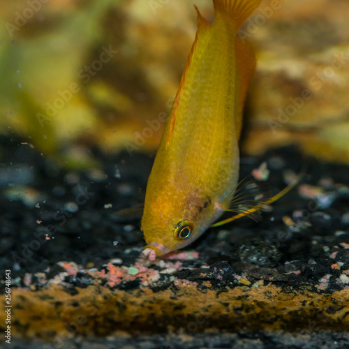 Gulping Gourami