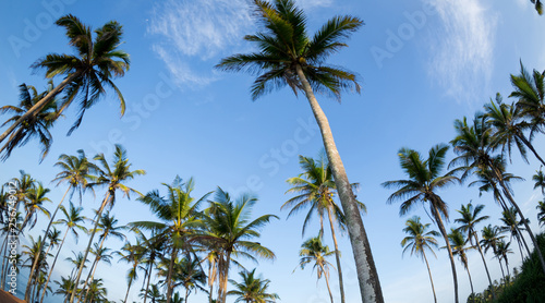 View of coconut trees at seaside under blue sky Sri lanka