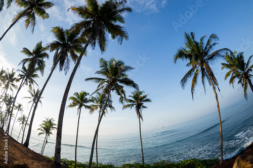 View of coconut trees at seaside under blue sky,Sri lanka © lzf