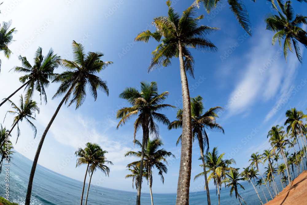 Palm trees at sunny seaside hill  