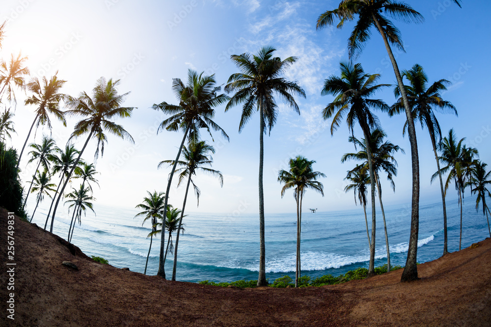 Palm trees at sunny seaside hill Palm trees at sunny seaside hill
