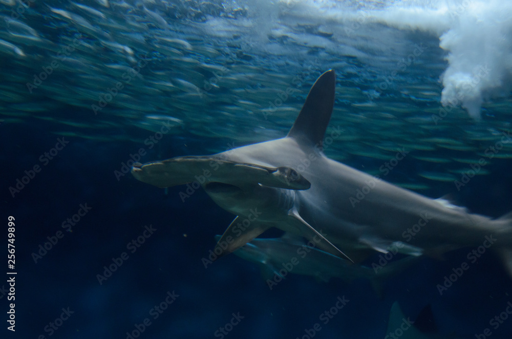 Fototapeta premium 水族館のサメ