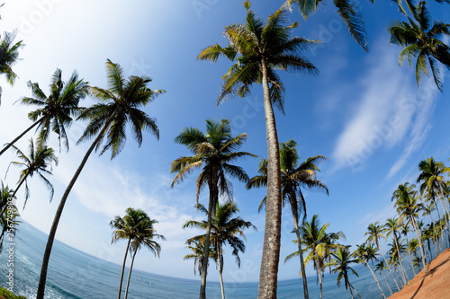 Palm trees at sunny seaside hill 