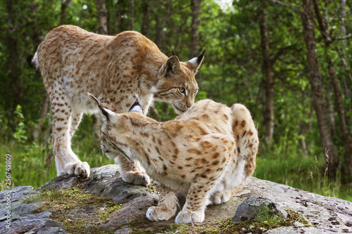 Male and Female Lynx © TorOlav