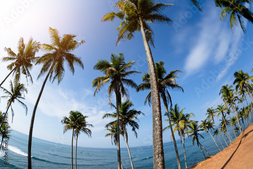 Palm trees at sunny seaside hill   © lzf