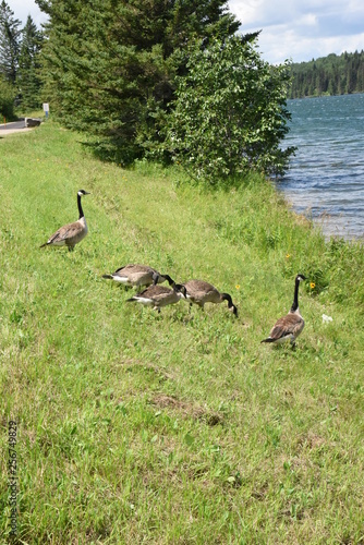 geese on the shore