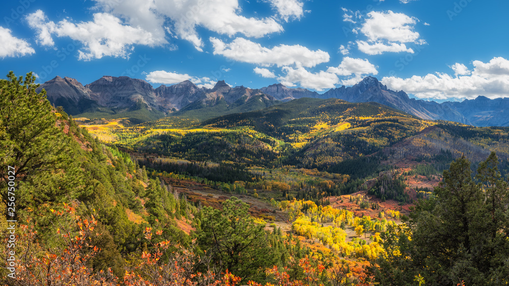 Autumn Aspen along Ridgway Colorado County Road 5 Autumn Aspen along Ridgway Colorado County Road 5